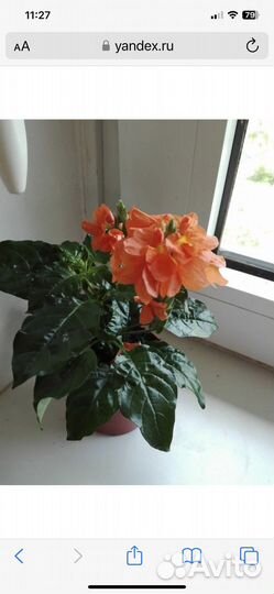 Кроссандра вариегатная