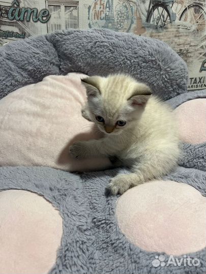 Шотландские котята