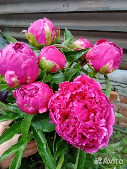 Срезка гортензия, гладиолус, георгины, львиный зев