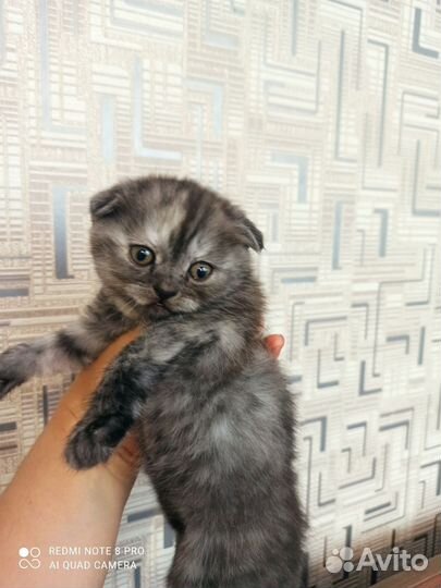 Шотландска вислоухая (девочка)