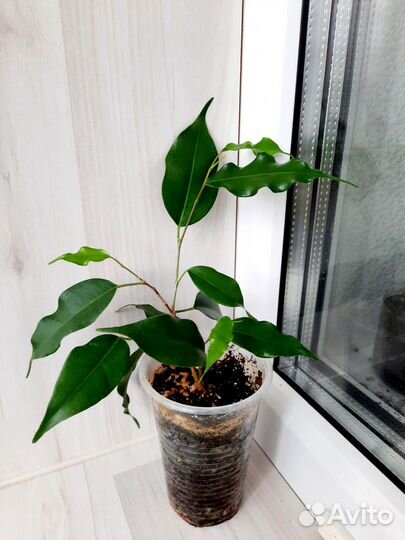 Фикусы бенджамина фикусы сортовые