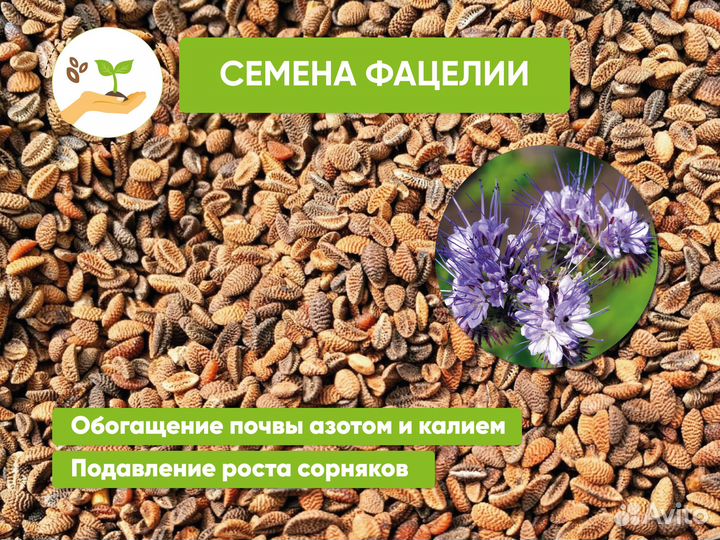 Семена костреца