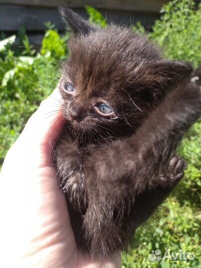 Кошка в дар