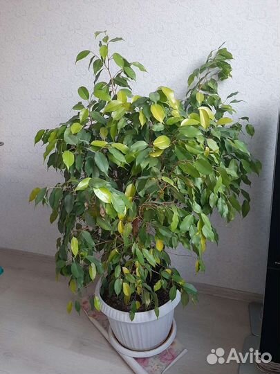 Фикус бенджамина 120см