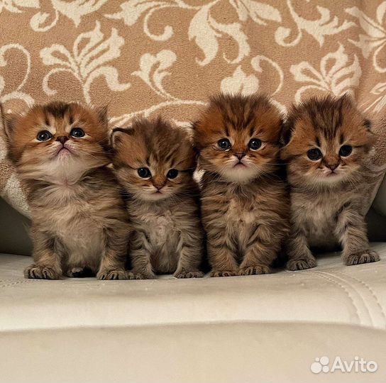 Шотландские котята