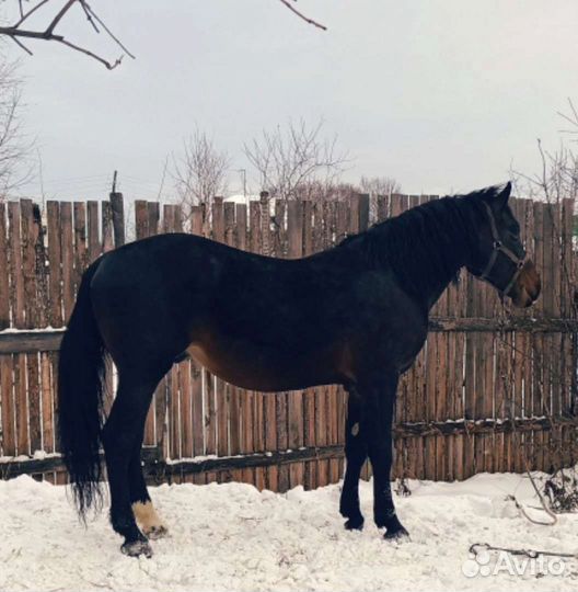 Орловский рысак