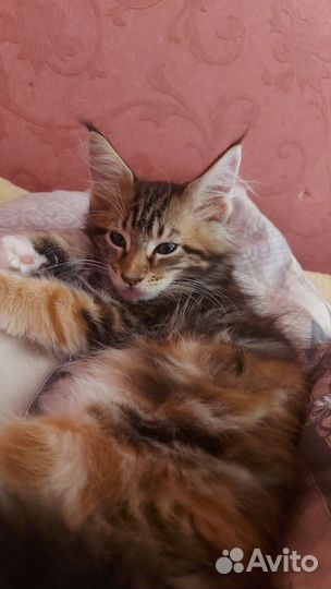 Котята Мейн-кун с документами