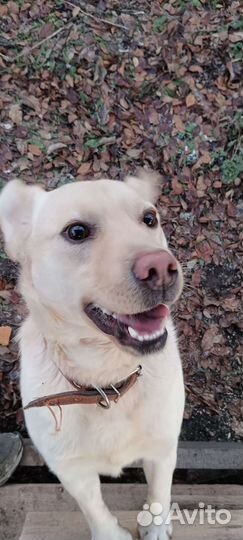 Барин девок захотел