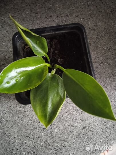 Филодендрон