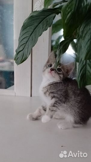 Котята вислоухой британки