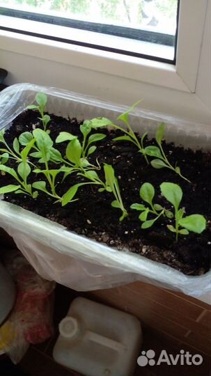 Астра Королевская