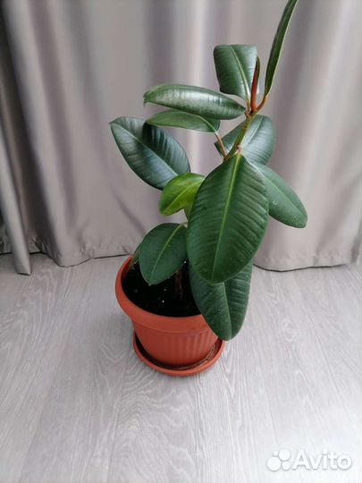 Фикус бенджамина