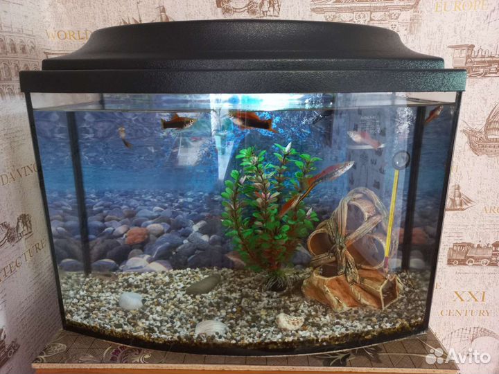 Аквариум