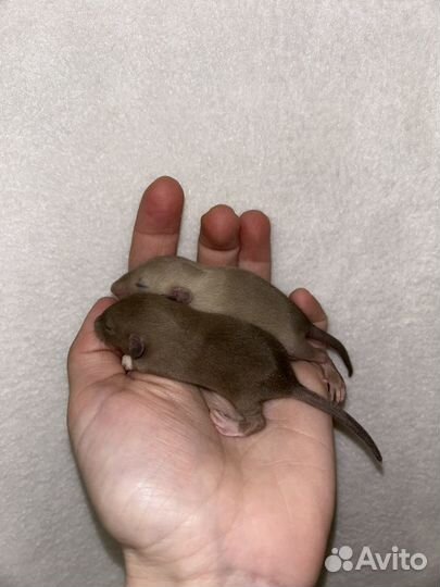 Крысята Дамбо малыши редкие из питомника