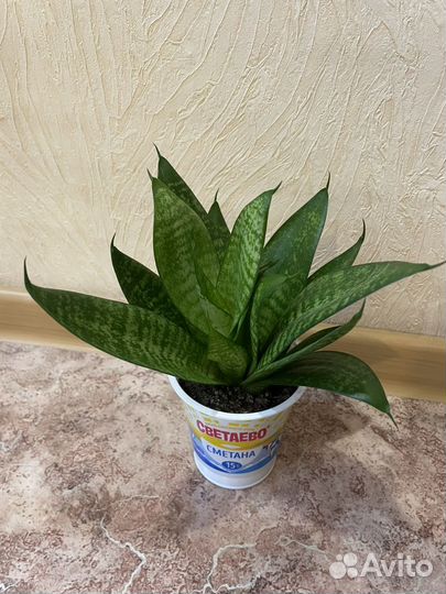 Сансевиерия