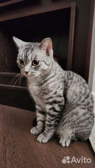 Британская кошка в дар