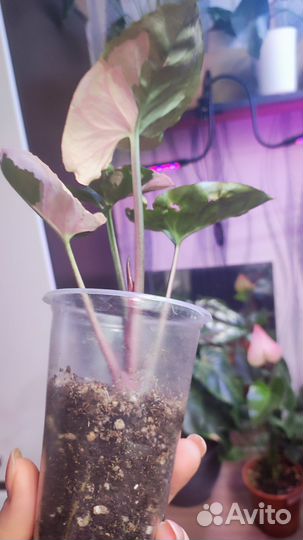 Сингониум клубничный лед galaxy