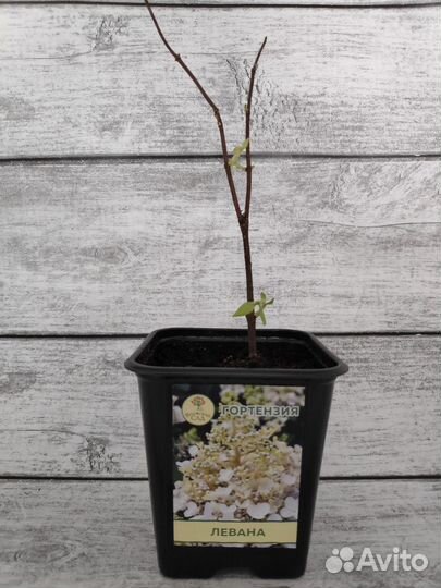 Гортензия Левана вс