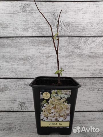 Гортензия Левана вс