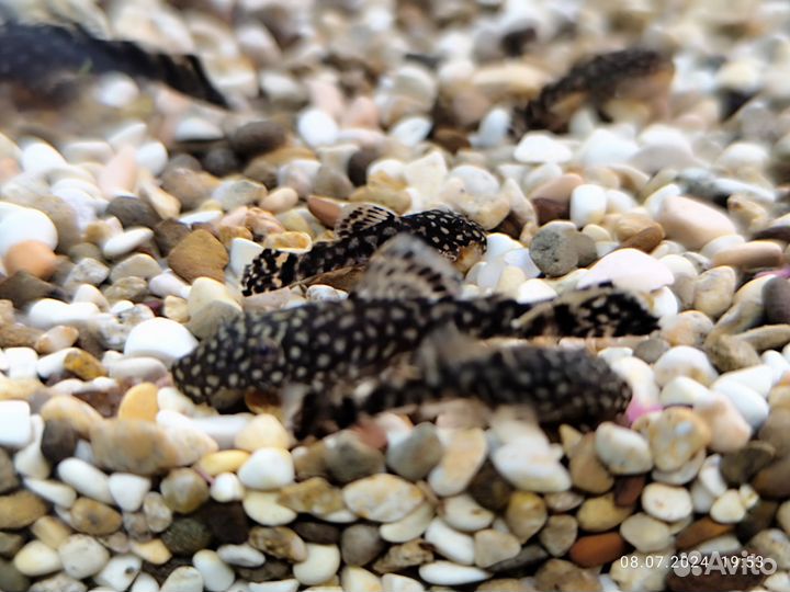 Сомики анциструсы