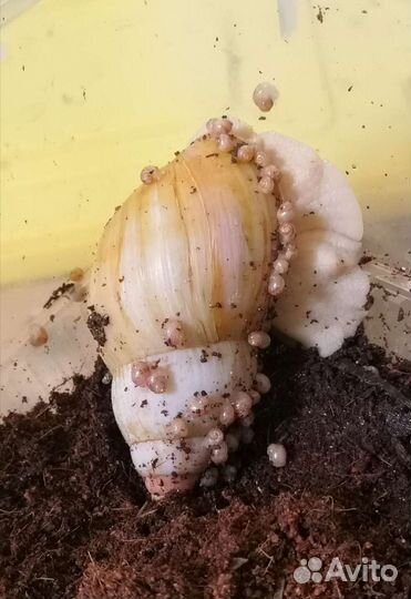 Улитки ахатины, тараканы, чайный гриб