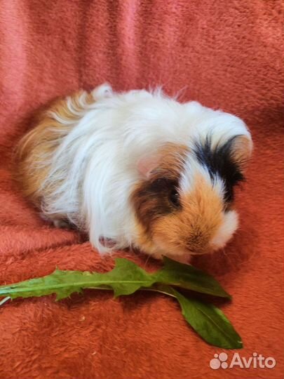 Морская свинка