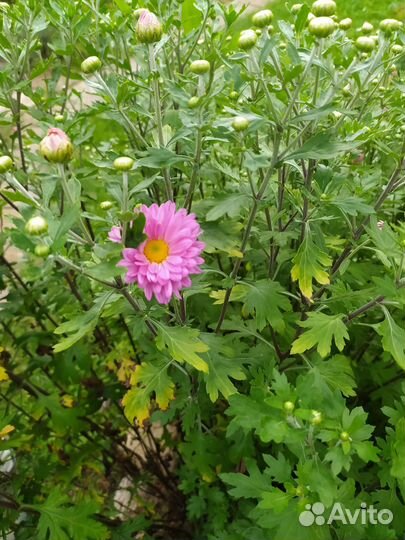 Многолетние цветы лилейники флоксы посконник приму