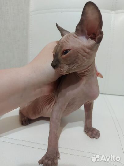 Канадский сфинкс