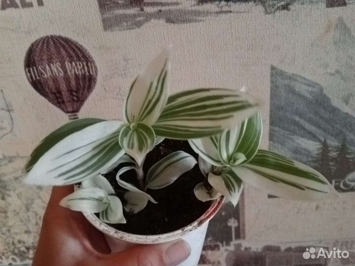 Традесканция