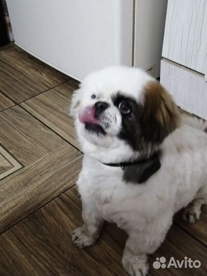 Тибетский спаниель