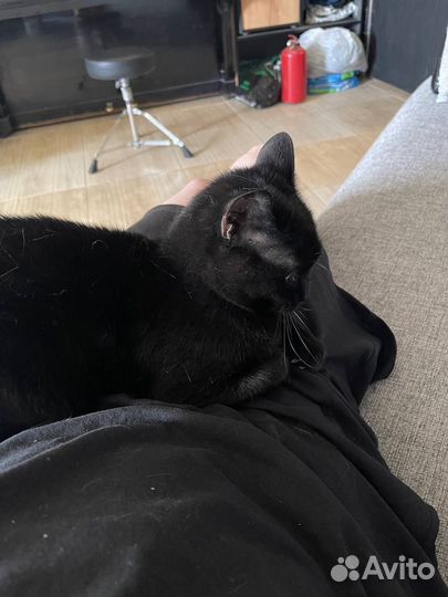 Черная Кошка Гела