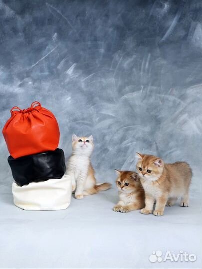 Фотосессии с котятами из питомника