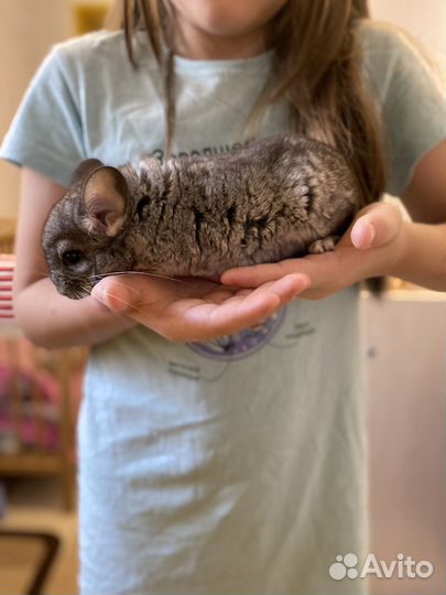 Шиншилла мальчик