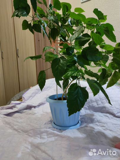 Розан, гибискус