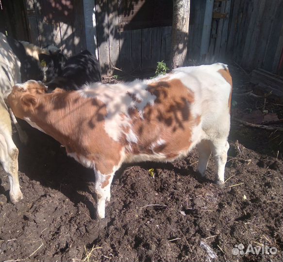 Тёлочка 6мес., бык 1г.4м