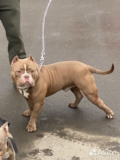 Американский Булли Вязка