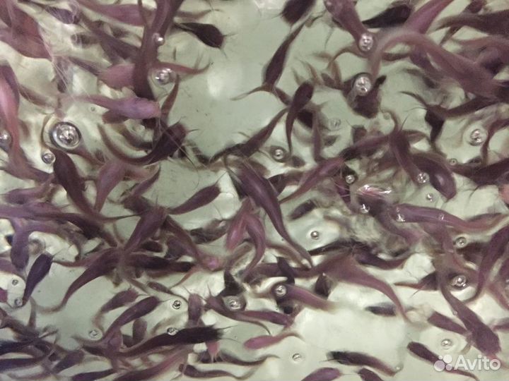 Мальки клариевого сома