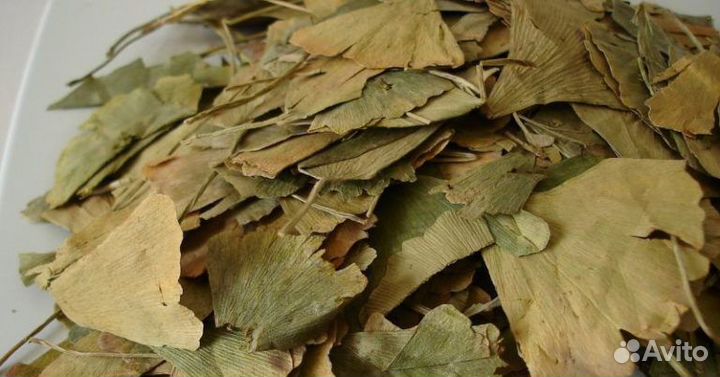 Гинкго билоба