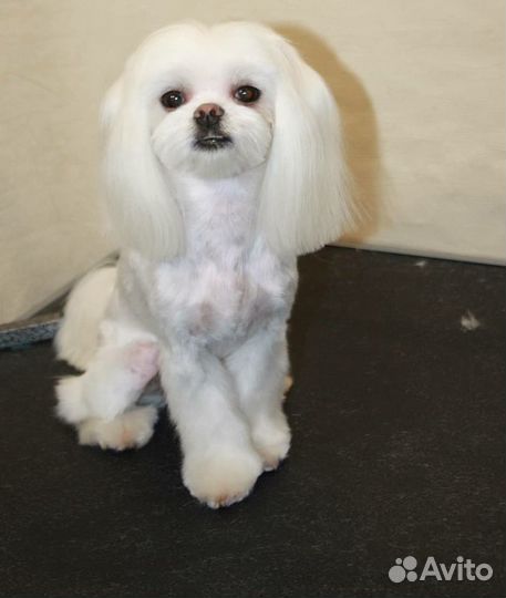 Стрижка Йорка (йорк,мальтипу,мальтезе,ши-тцу)