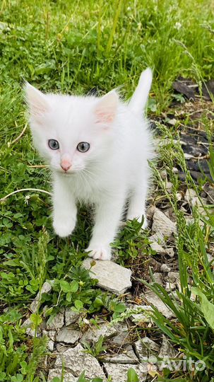 Отдам в добрые руки