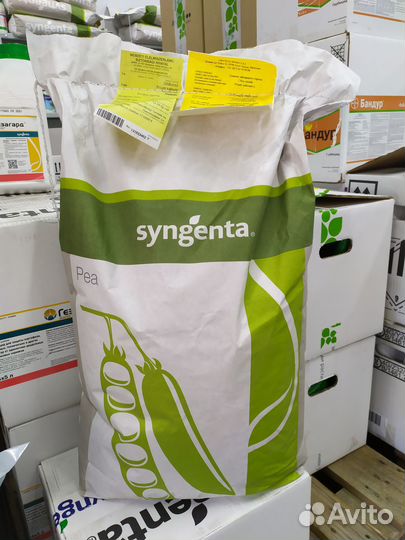 Горох Преладо 100000 семян