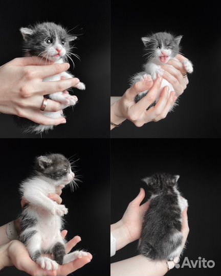 Котята курильского бобтейла серебро/черный дым