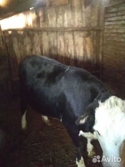 Бычки телки