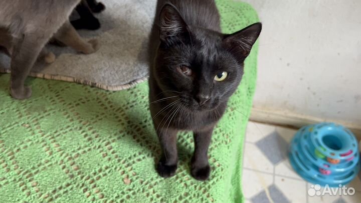 Котики в добрые руки