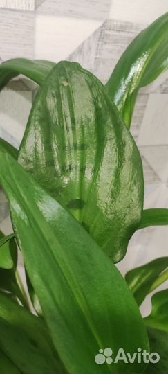 Дримиопсис