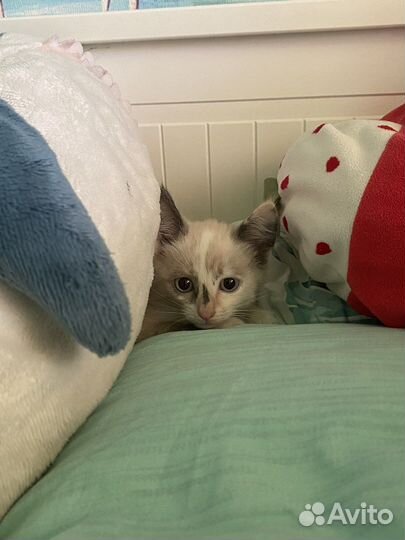 Отдам котёнка в добрые руки (девочка)