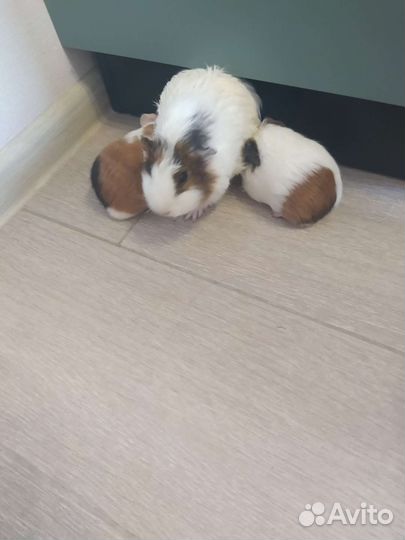 Морская свинка бесплатно