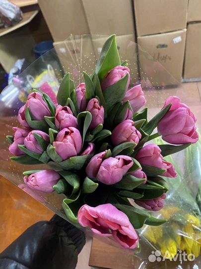 Тюльпаны Florence