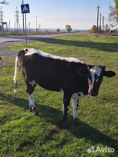 Коровы и телята