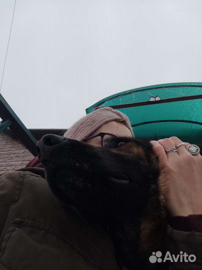 Няня для животных, зооняня, котоняня